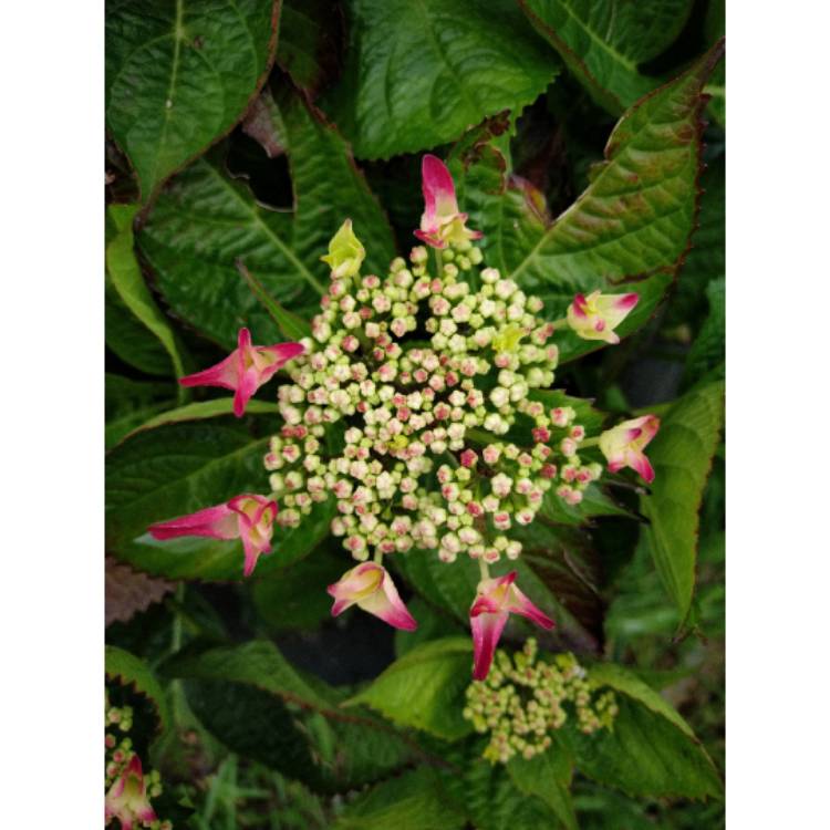 Plant image Hydrangea macrophylla 'Strawberries and Cream'