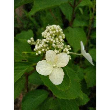 Hydrangea Paniculata 'Levana'