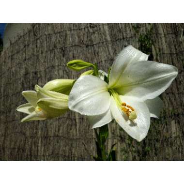 Lilium (Oriental)