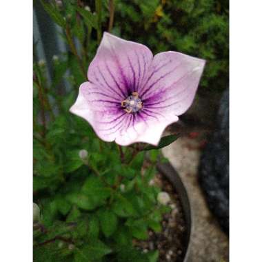 Platycodon grandiflorus  syn. Campanula grandiflora