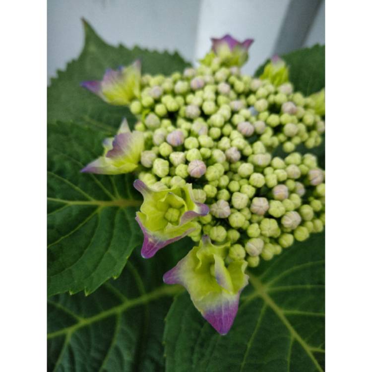 plant image 1554230