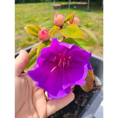 Tibouchina semidecandra