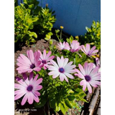 Osteospermum