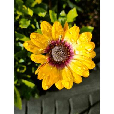 Osteospermum ecklonis 'Blue Eyed Beauty'