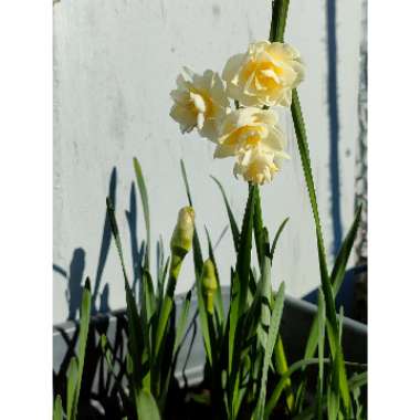 Narcissus 'Erlicheer' syn. Narcissus 'Gaiety'