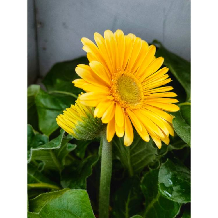 Plant image Gerbera