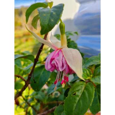 Fuchsia (Half Hardy)