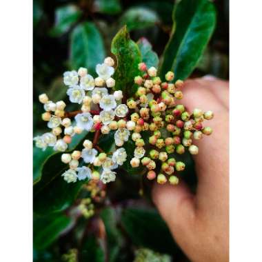 Viburnum tinus