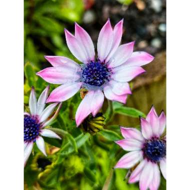 Osteospermum