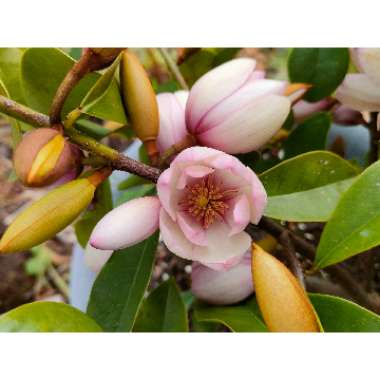 Michelia 'Fairy Blush' syn. Magnolia 'Fairy Blush'