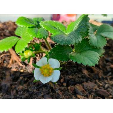 Fragaria x ananassa