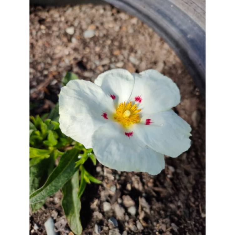 Plant image Cistus x cyprius