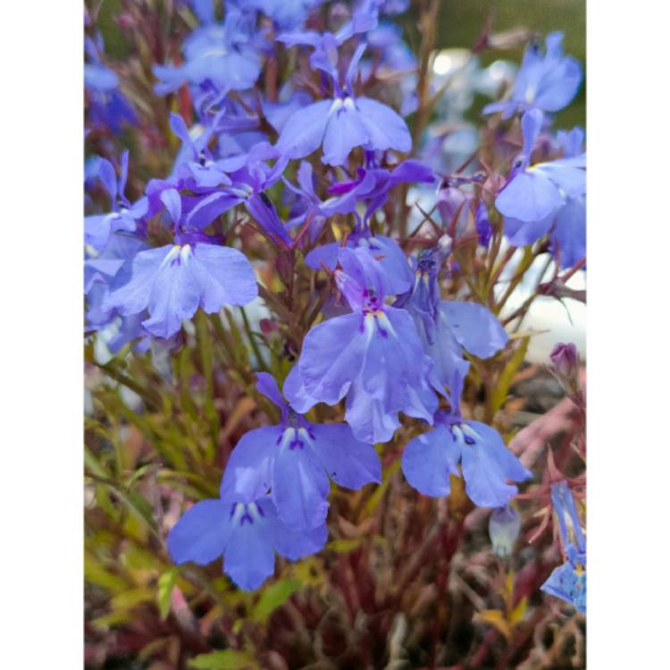 Plant image Lobelia Erinus