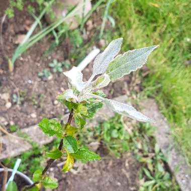 Malus domestica 'Braeburn'