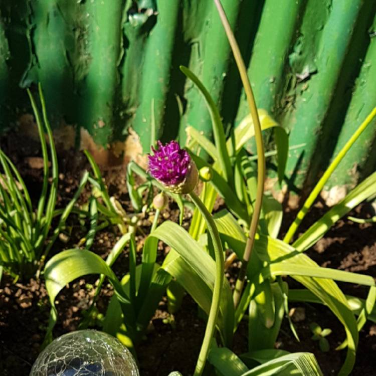 Plant image Allium caeruleum syn. Allium azureum, Allium caeruleum azureum, Allium coerulescens