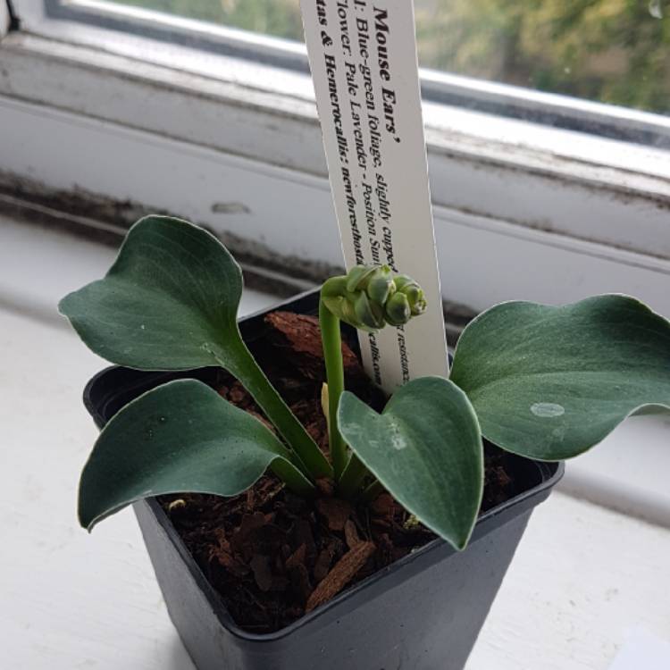 Plant image Hosta 'Blue Mouse Ears'