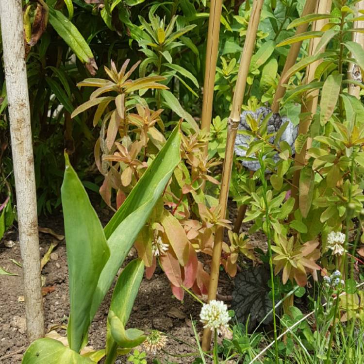 Plant image Euphorbia epithymoides 'Bonfire'