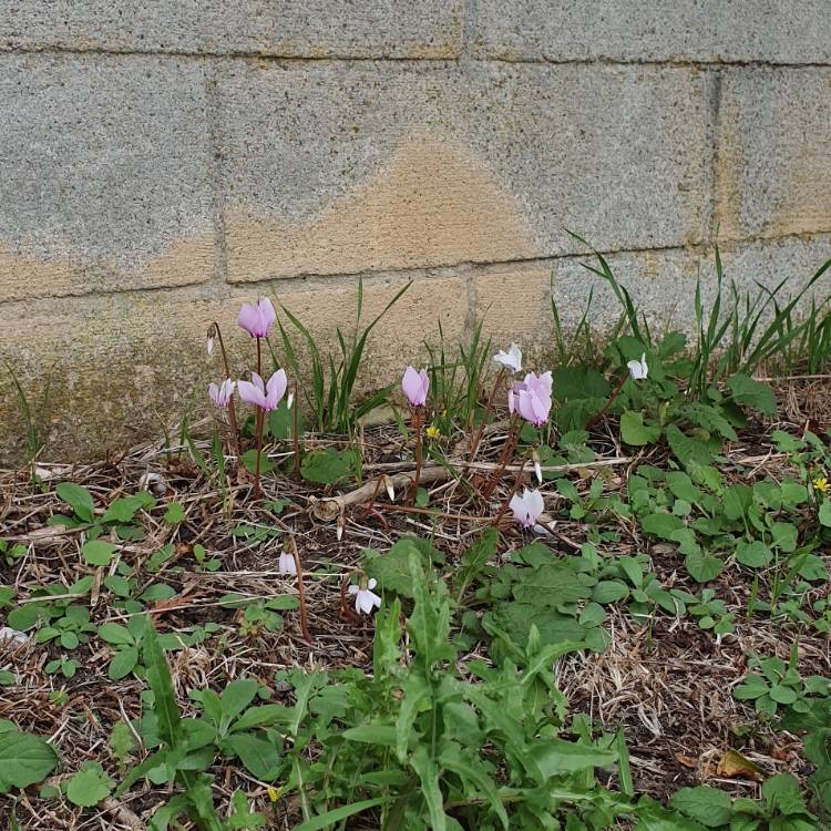 Plant image Cyclamen purpurascens syn. Cyclamen europaeum