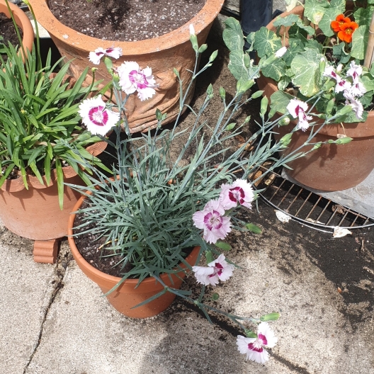 Plant image Dianthus 'Cherry Daiquiri'