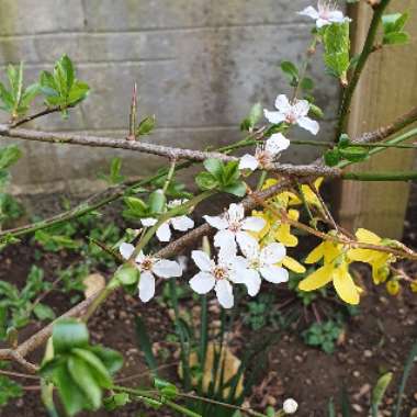 Prunus cerasifera