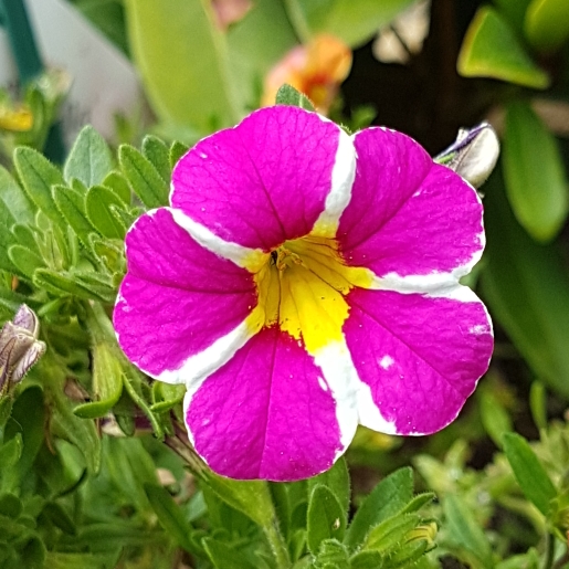 Plant image Calibrachoa 'Starlight Pink'