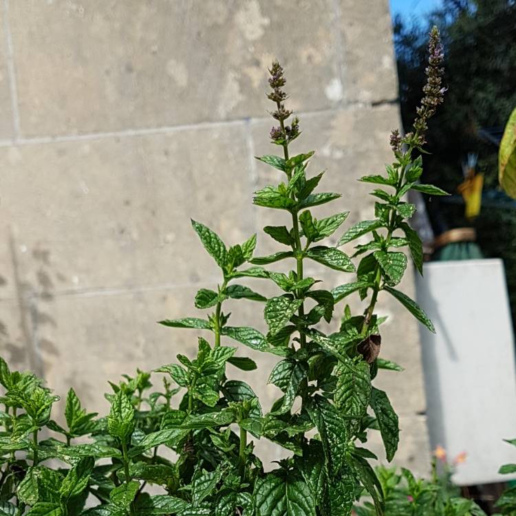 Plant image Mentha sachalinensis