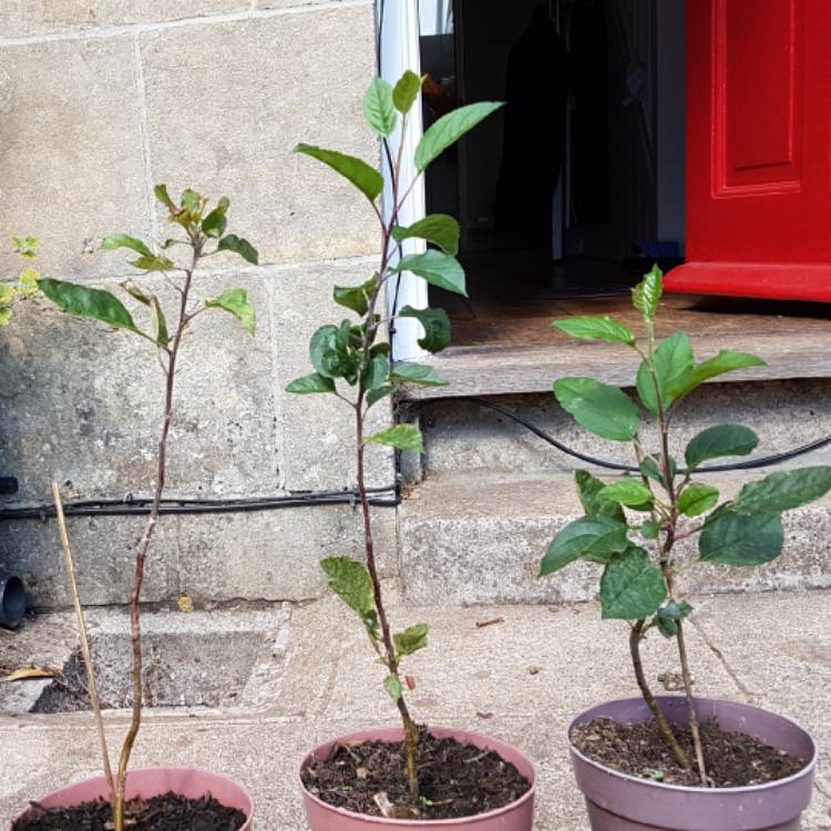 Plant image Malus domestica 'Braeburn'