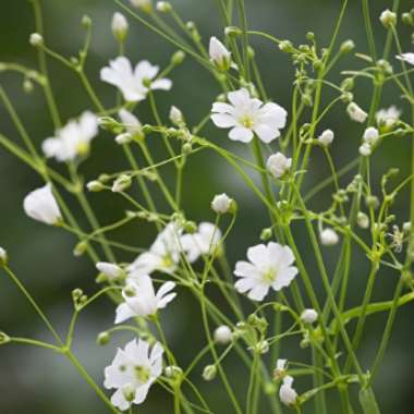 Gypsophila elegans 'Covent Garden'