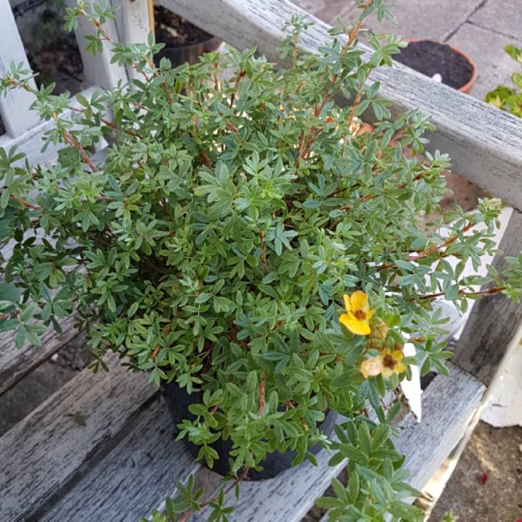 Plant image Potentilla fruticosa 'Tangerine'