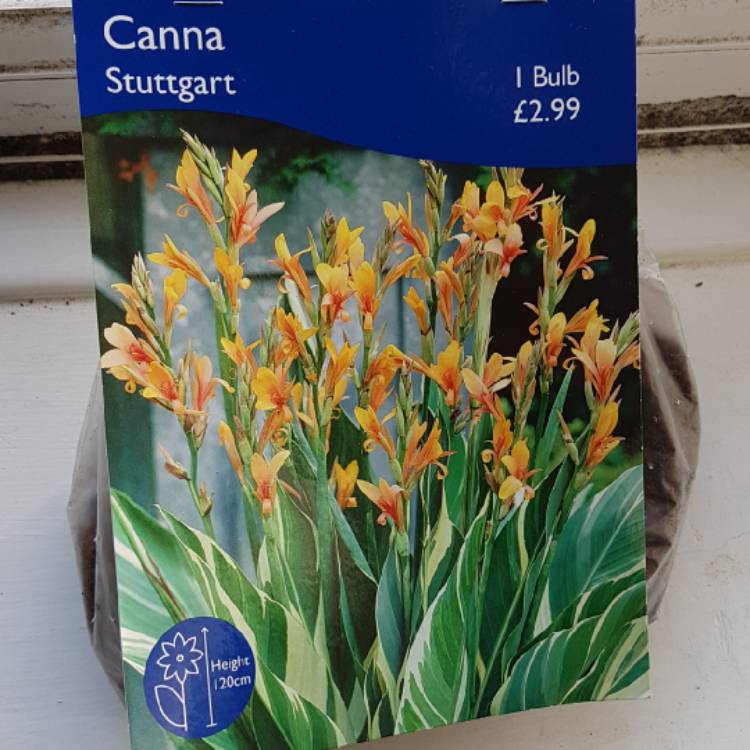 Plant image Canna 'Stuttgart'