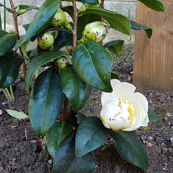 Plant image Camellia japonica 'Silver Anniversary'