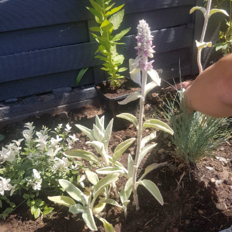 Plant image Stachys Lanata