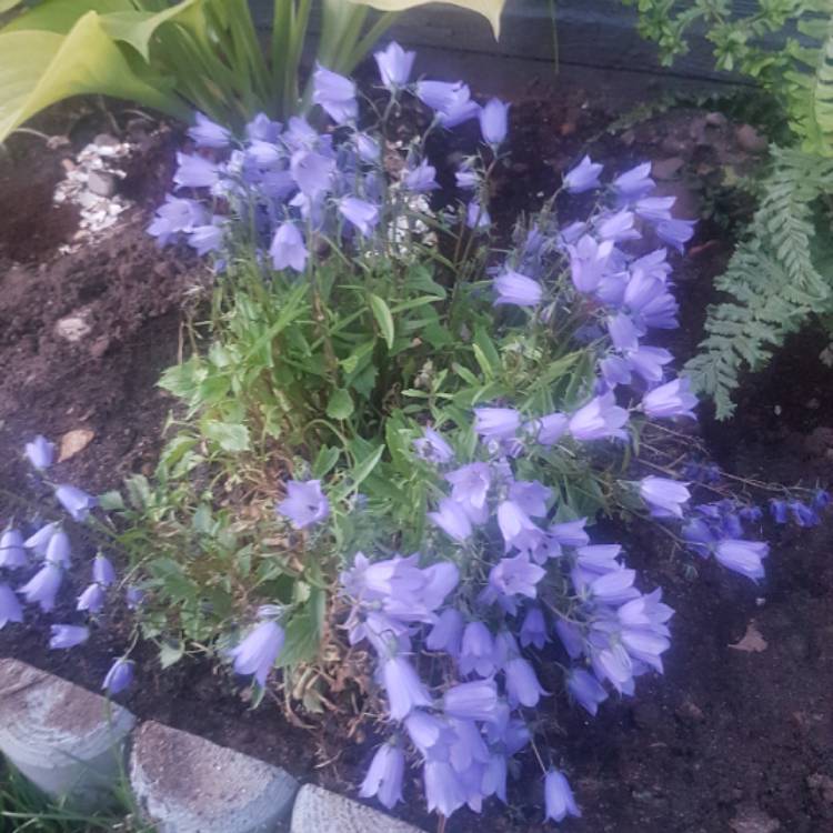 Plant image Campanula cochleariifolia 'Swinging Bells White'