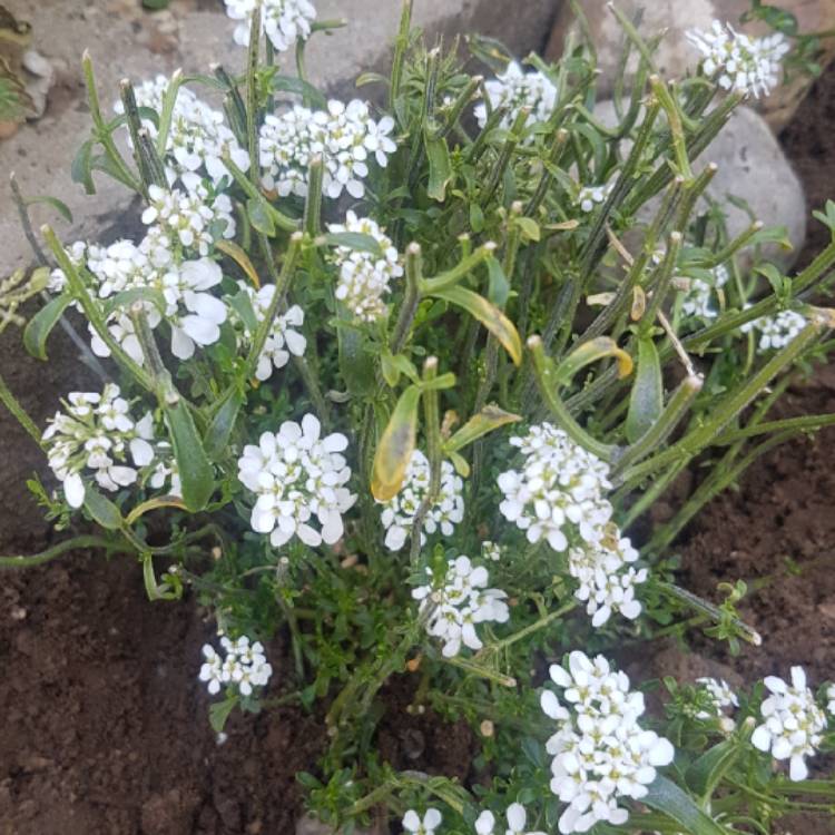 Plant image Iberis Sempervirens 'Pink Ice'