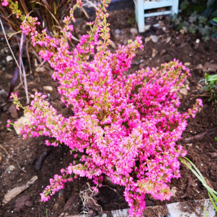 Plant image Erica gracilis