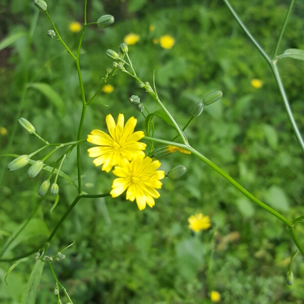 Debbie's garden