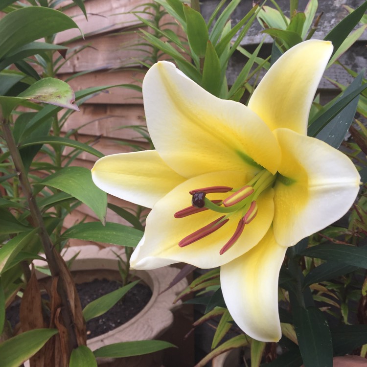 Plant image Lilium 'Nymph'