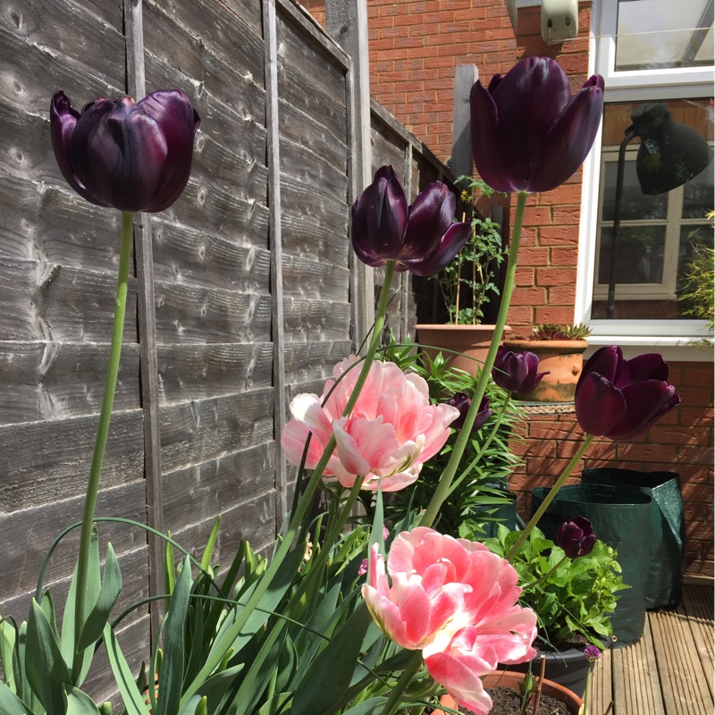 Tulipa 'Sweet Desire'