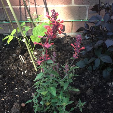 Giant Hyssop