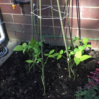 Climbing French Beans 'Emerite'