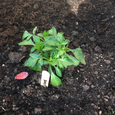 Chocolate Cosmos 'Chocamocha'