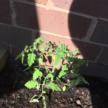 Trailing Tomato 'Tumbler' (Trailing Cherry Tomato)