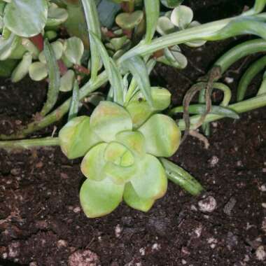 Sedum 'Golden Glow'