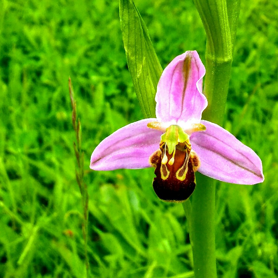 Plant image Ophrys apifera