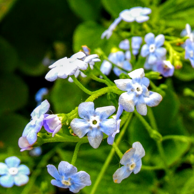 Plant image Brunnera macrophylla