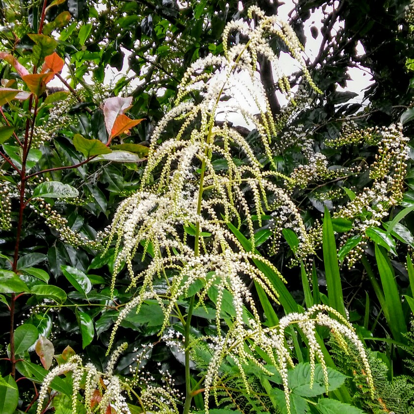 Plant image Aruncus dioicus