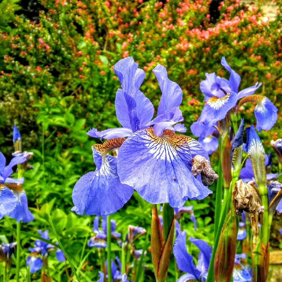 Plant image Iris sibirica