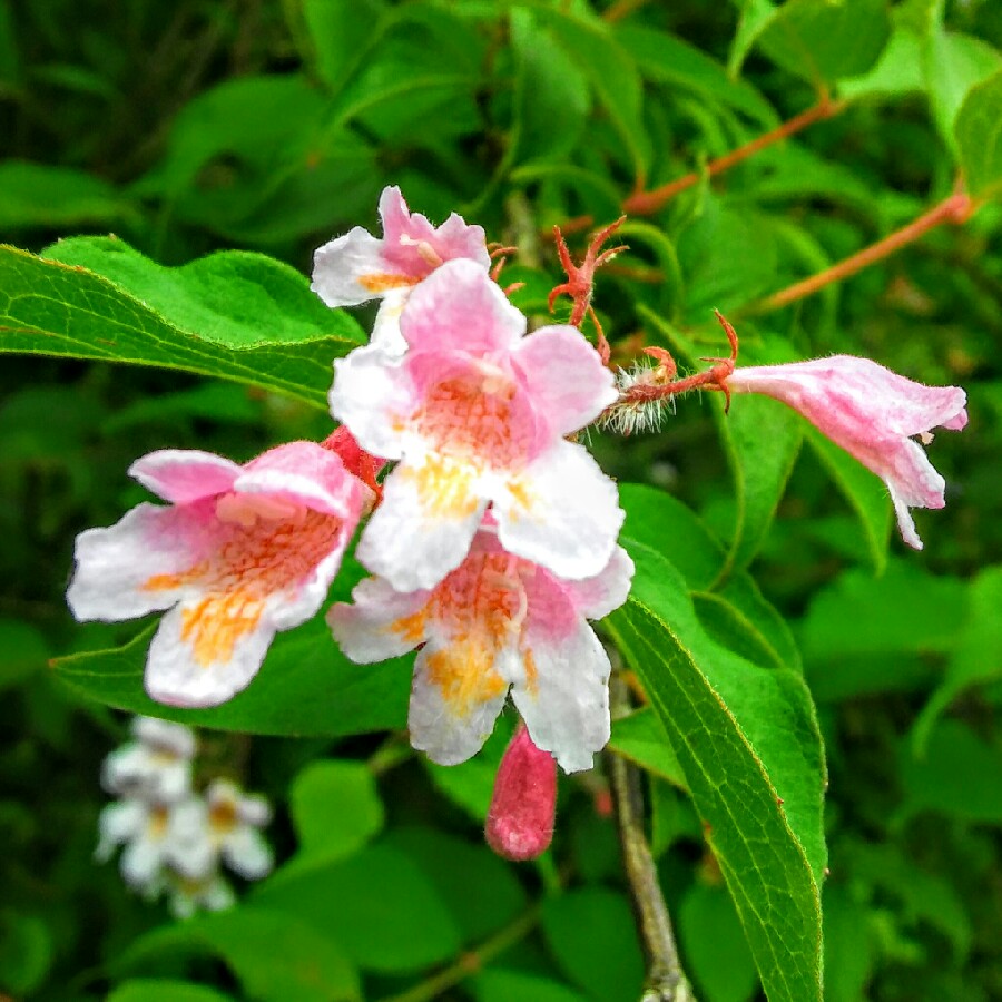 Plant image Kolkwitzia amabilis 'Pink Cloud'