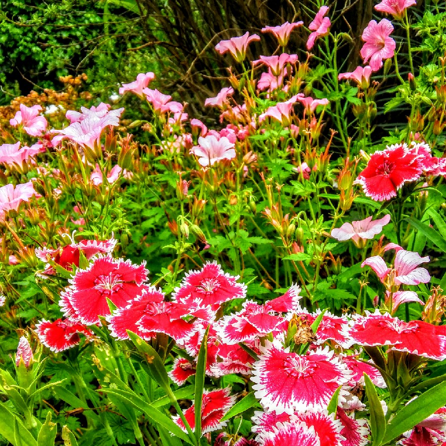 Plant image Dianthus barbatus 'Persian Carpet'