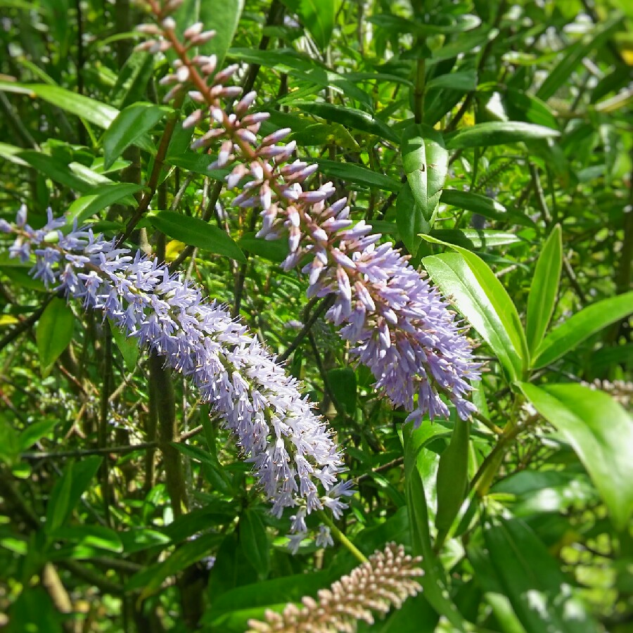 Plant image Hebe 'Midsummer Beauty'